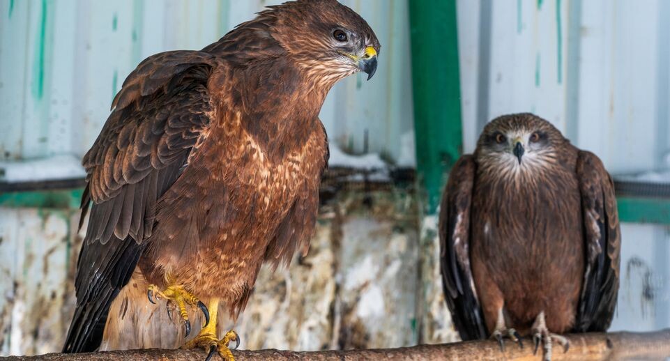    Канюк обыкновенный в вольере фермы «Страусленд» в деревне Селявино Дмитровского округа / Медиасток.рф