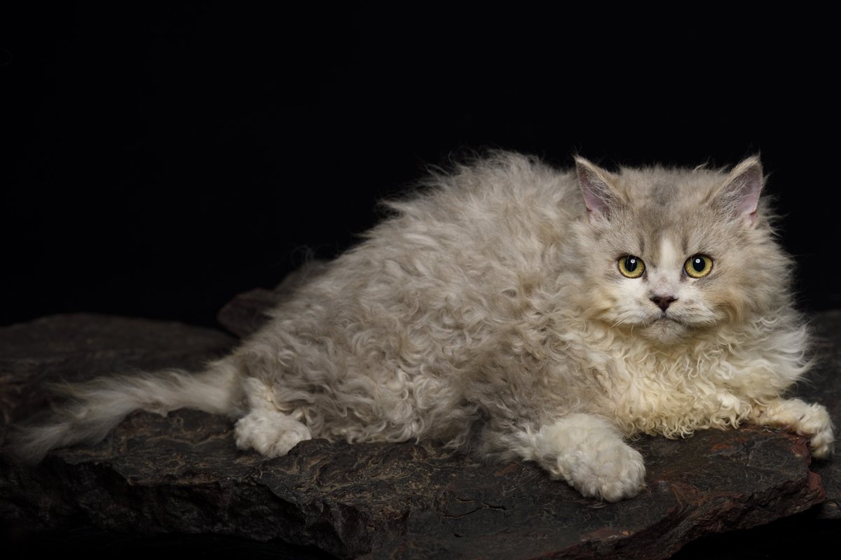 Фото с сайта: https://dishcuss.com/post/73BD1887B239589100EDE73354E9C1D16F251D93/Selkirk-Rex-Red