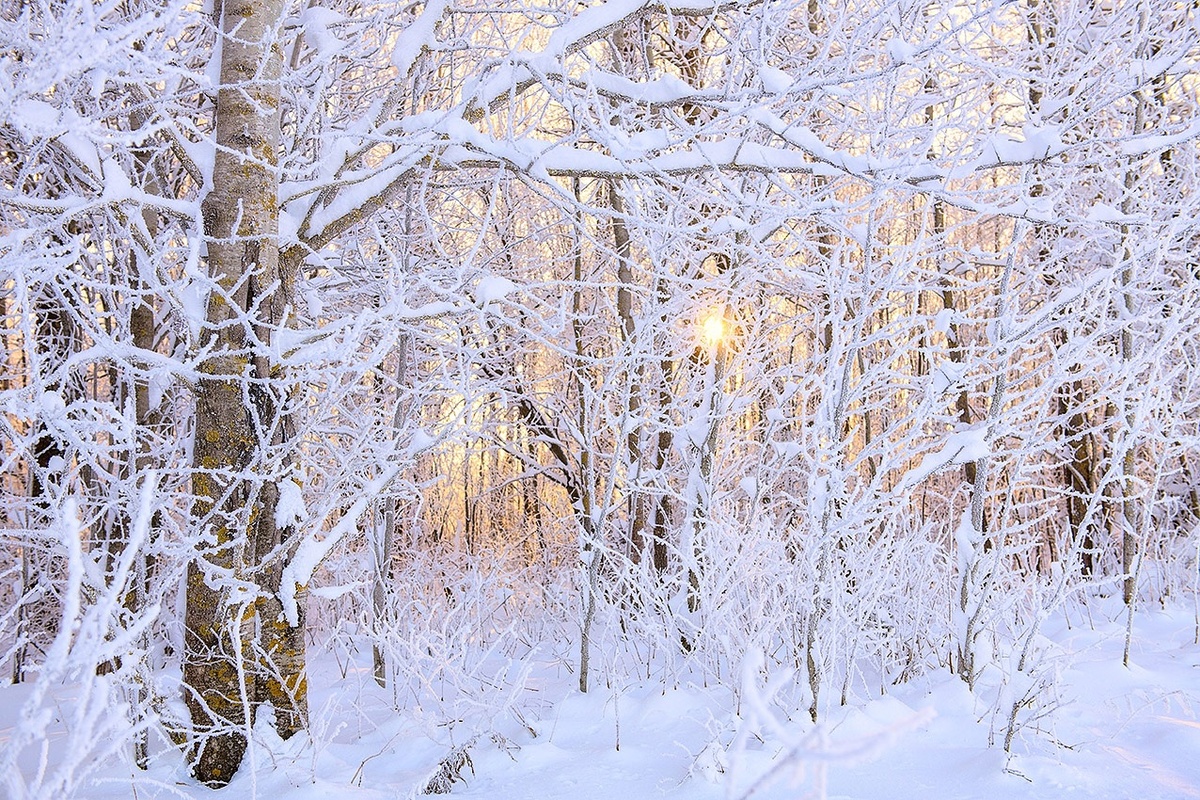 Солнечный прозрачный перелесок. Фото Елены БЕЛОЗОРОВОЙ.