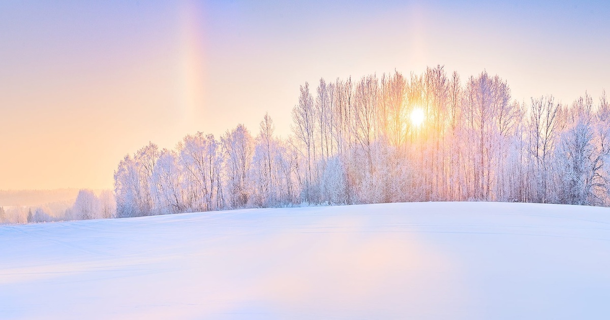 Солнечное галло. Фото Елены БЕЛОЗОРОВОЙ.