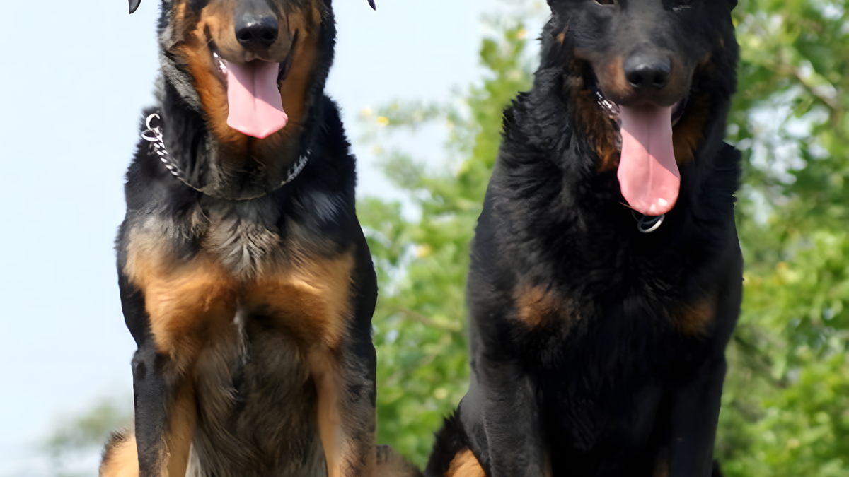    У босеронов окрас мерль называется «арлекин»