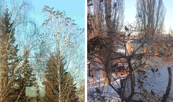    В Оренбургской области заметили свиристелей. Зимой они перебираются ближе к людям