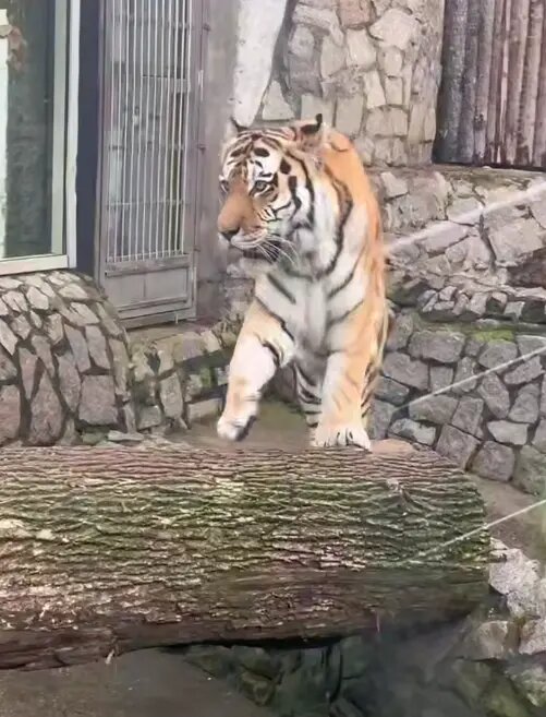    Тигр Амадей. Фото: кадр видео из telegram-канала Ленинградского зоопарка