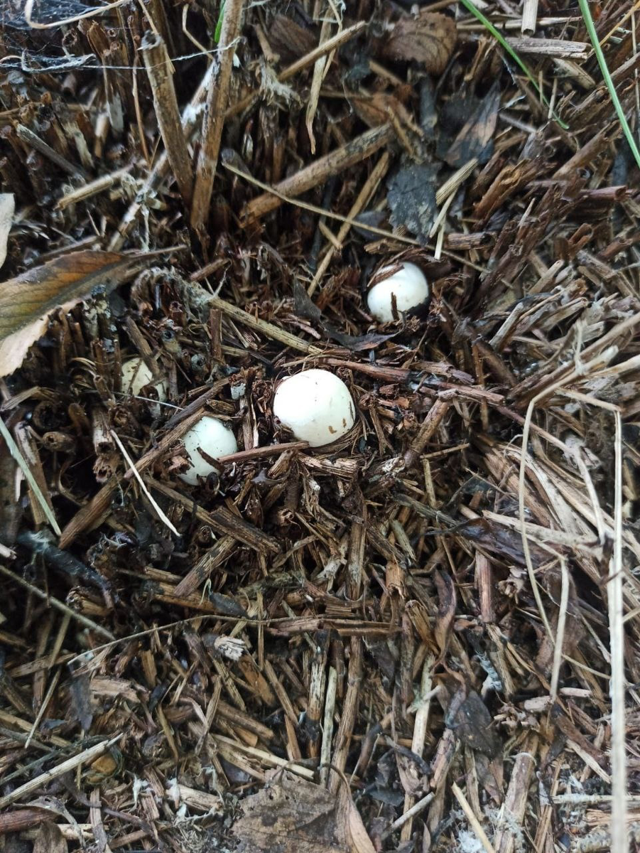 Фото / Виктор Непомнящий