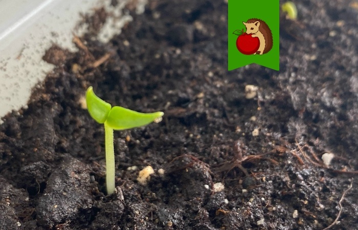 Перцы показали первые петельки – им обязательно: 5 процедур для роста крепкой и рослой рассады