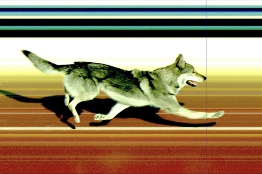 Пёс Назгул на зимних Олимпийских играх 2026 в Италии / 2026 Winter Olympics