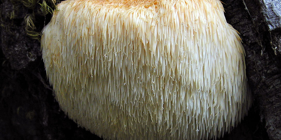 В лесу нашлась борода Деда Мороза. Как она там оказалась?