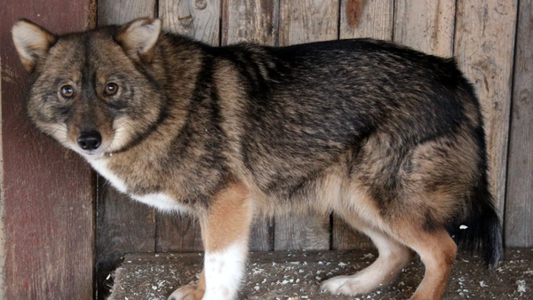    © Фото : fantlab.ru