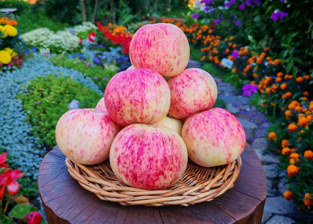 Грушовка раняя. фото Виталий Брыкин