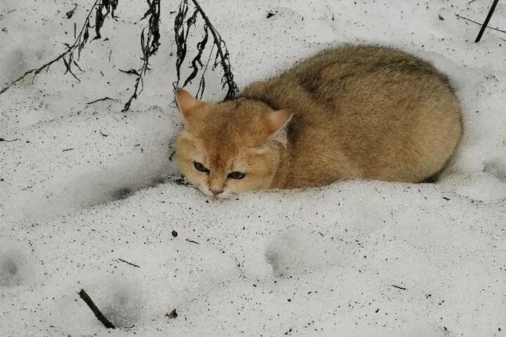 Фото из старой истории о "ликвидации питомника" - https://mosregtoday.ru/news/soc/pochti-30-porodistyh-kotyat-vybroshennyh-v-lesu-pod-schelkovo-obreli-novyy-dom/?keepThis=true&TB_iframe=true&height=500&width=1100&caption=Подмосковье%20сегодня