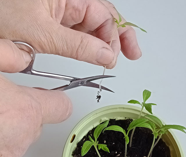 Зачем при пикировке прищипывать корень?