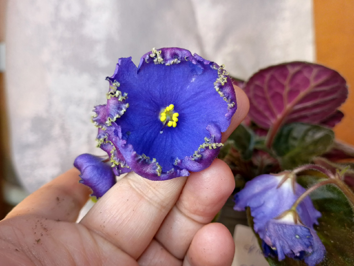 Личное фото