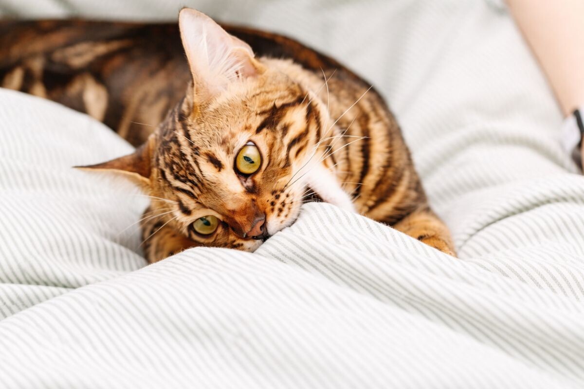 Кот грызёт одеяло 