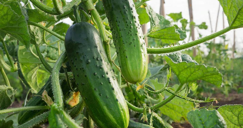 Секрет двух подкормок: как заставить огурцы плодоносить ведрами и не бояться холода