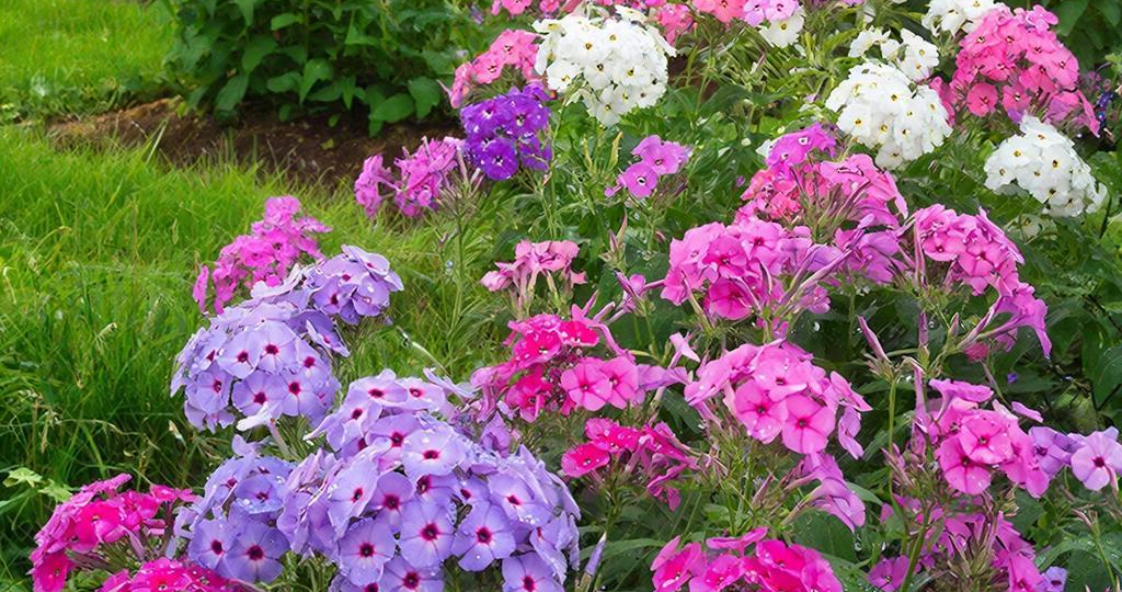 Пышное цветение флоксов в следующем году: что сделать сразу после того, как опали лепестки