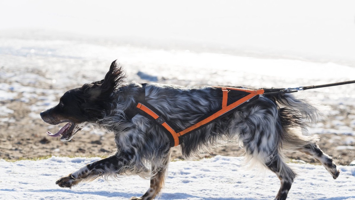    Для каникросса используются специальные ездовые шлейки