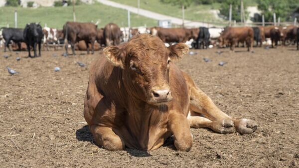    © РИА Новости Крым