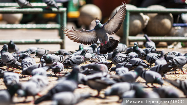     Фото: Михаил Терещенко/ТАСС   
 Текст: Валерия Городецкая