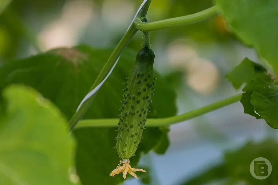    Фото: Дмитрий Рогулин / "Городские вести"
