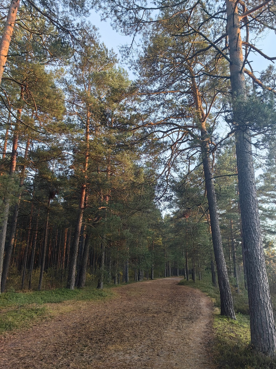 Часть тропы проходит по сосновому лесу.