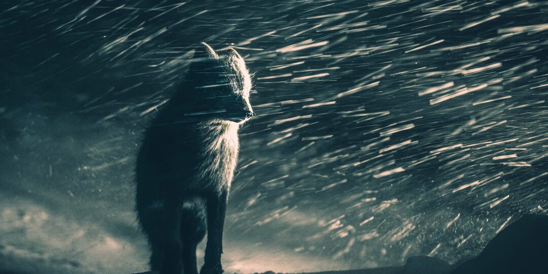 ЛУЧШИЕ ИЗ 430.000 КАДРОВ