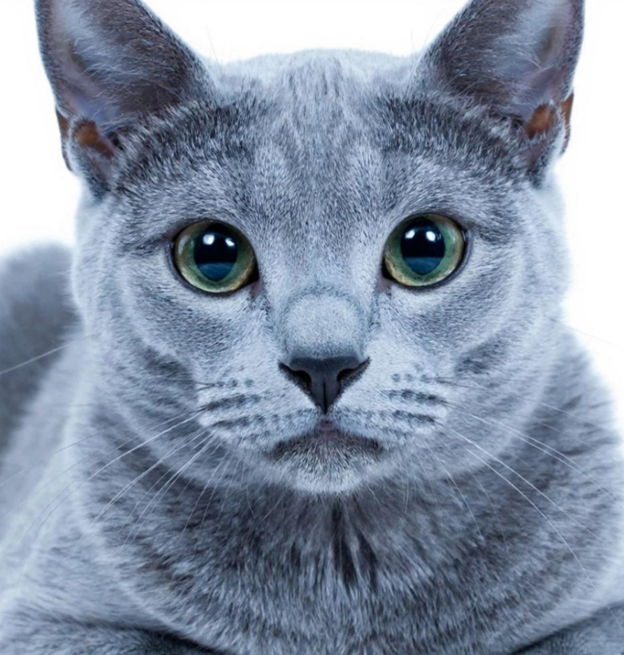 Эта порода называется синяя кошка