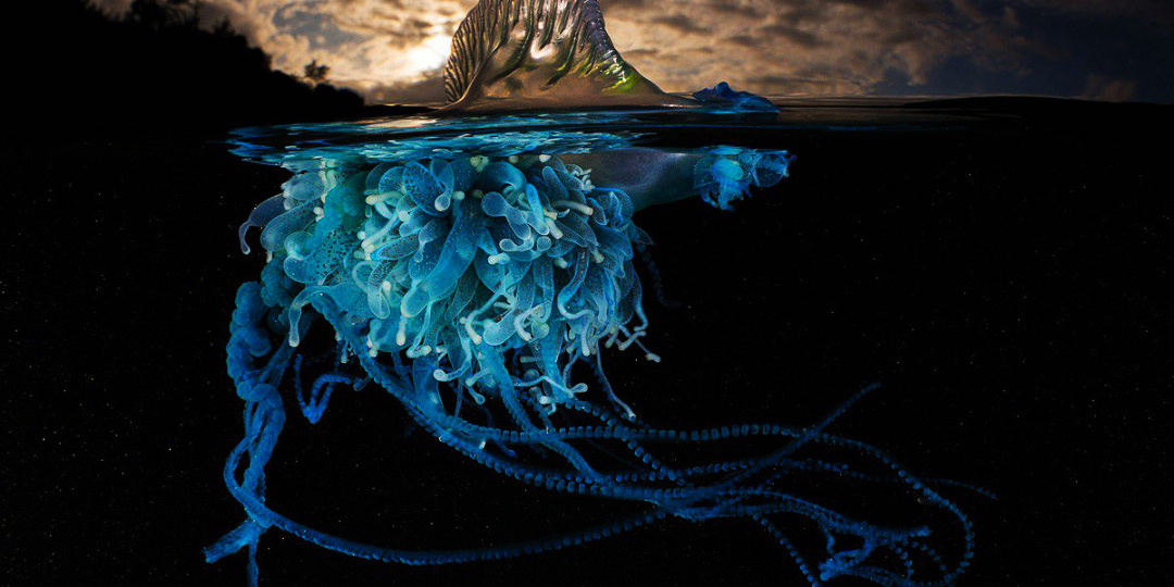 Когда море собирает боевой организм из множества тел