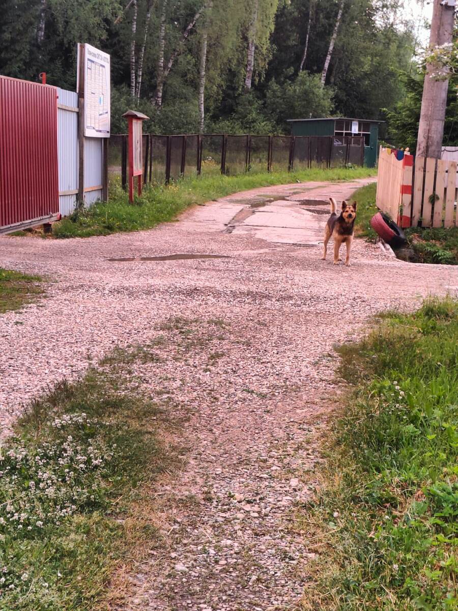 Те самые собаки около сторожки и въездных ворот.