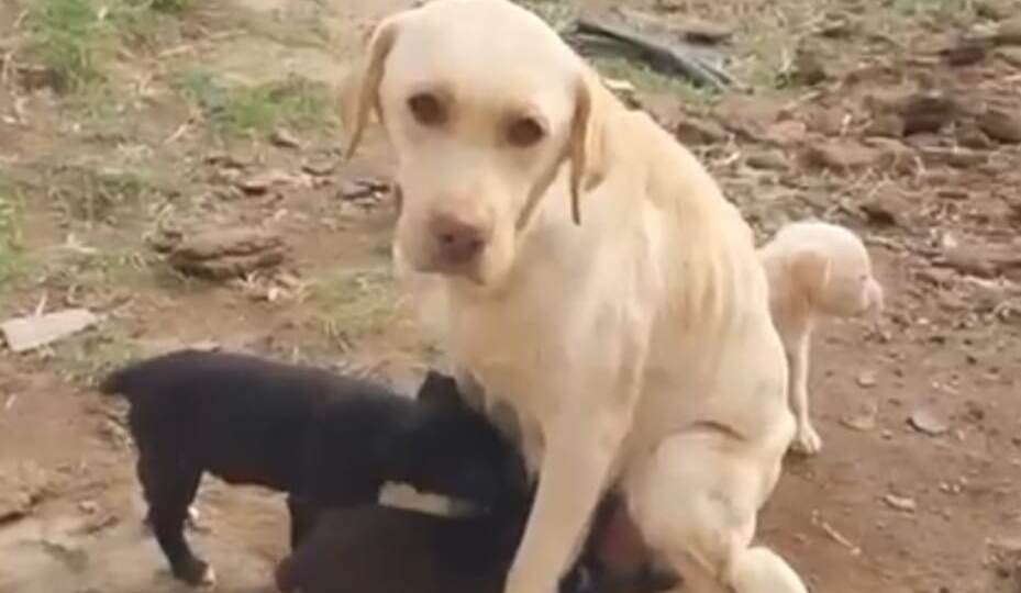 Мрази выкинули лабрадоров!