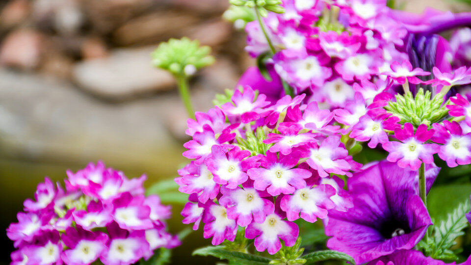 Вербена. Фото: shutterstock.com
