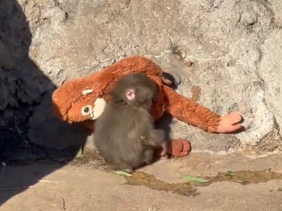    В соцсетях распространяется видео нападения сородичей на осиротевшего японского макака | © РИА Новости