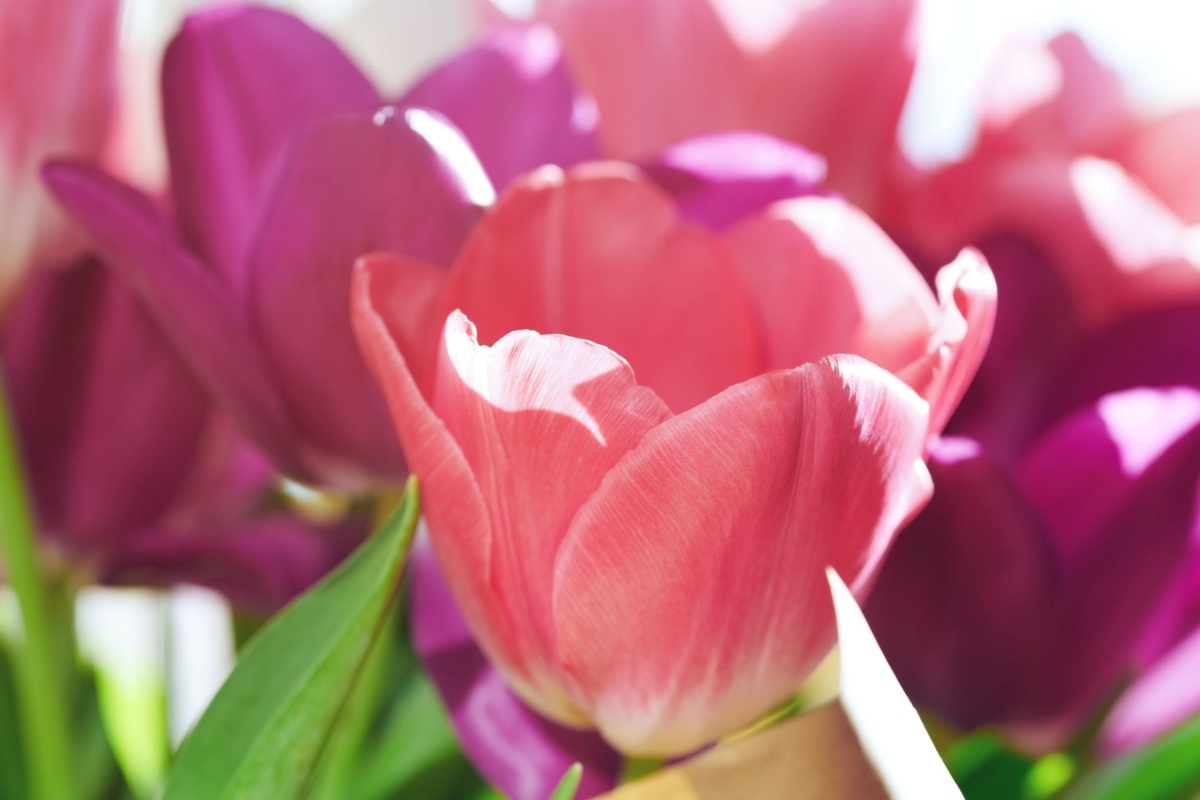 Тюльпан сорта "Фест Рози " на стадии раскрытия 