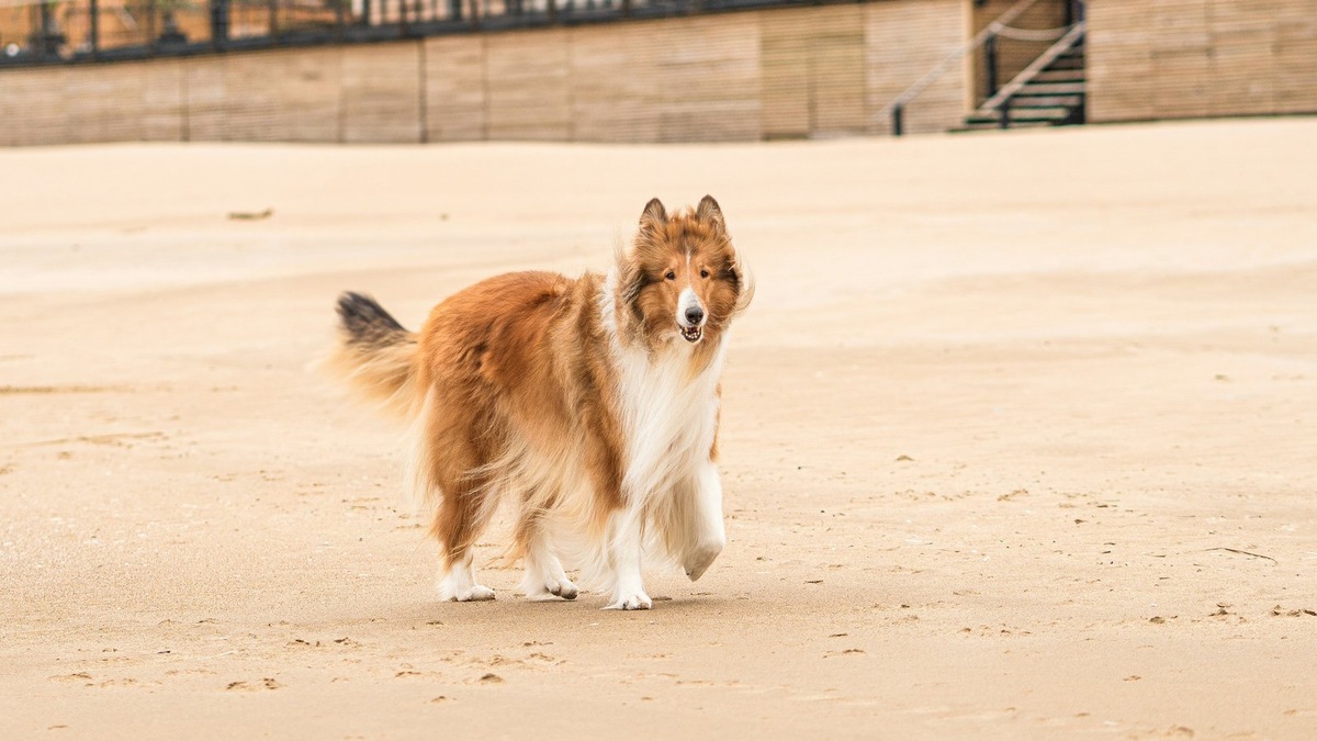    Соболиный окрас у колли может быть ярким или приглушенным