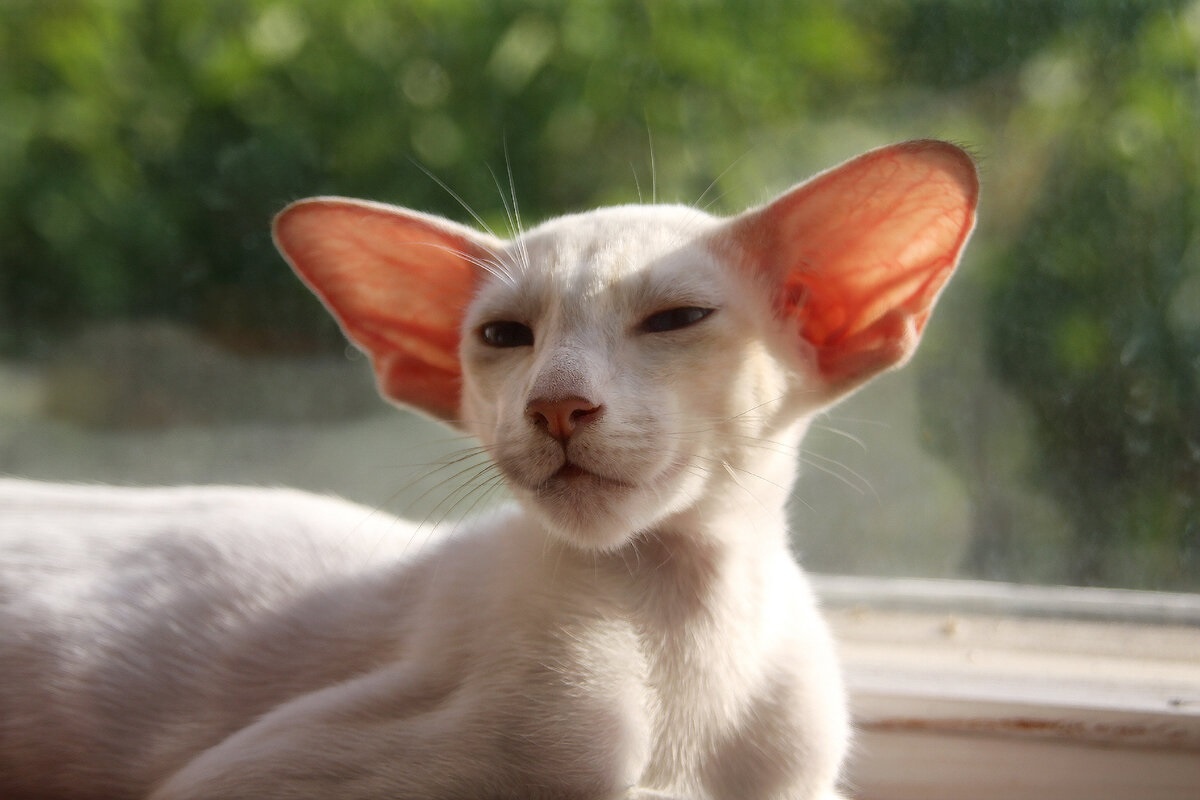 Фото с сайта: https://dzen.ru/a/ZYFQuEGwSiRdIera