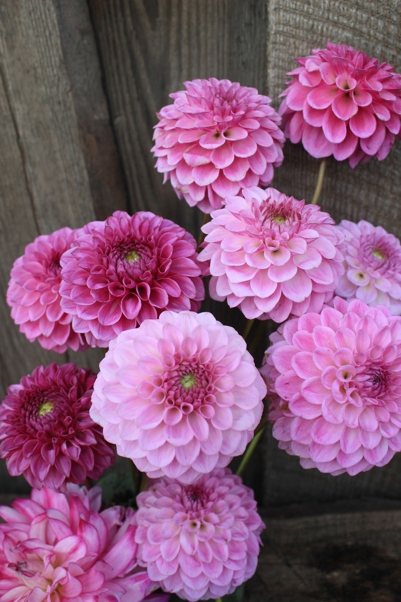 Вырашиваем в основном срезочные шарики. Личное фото.