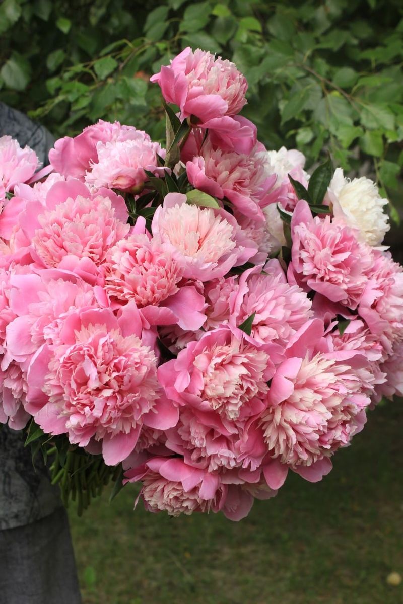 Не дорогие сорта пионов. Личное фото.