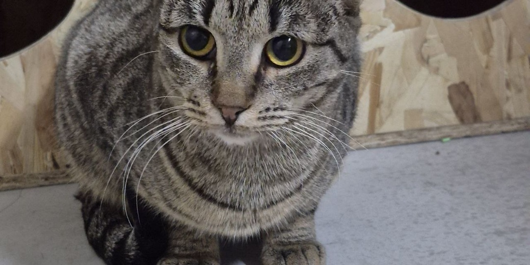 Эта кошка всегда выходит посмотреть – кто пришёл, к кому приехали. А вдруг смотрины? Жаль только, к ней никто не приезжает