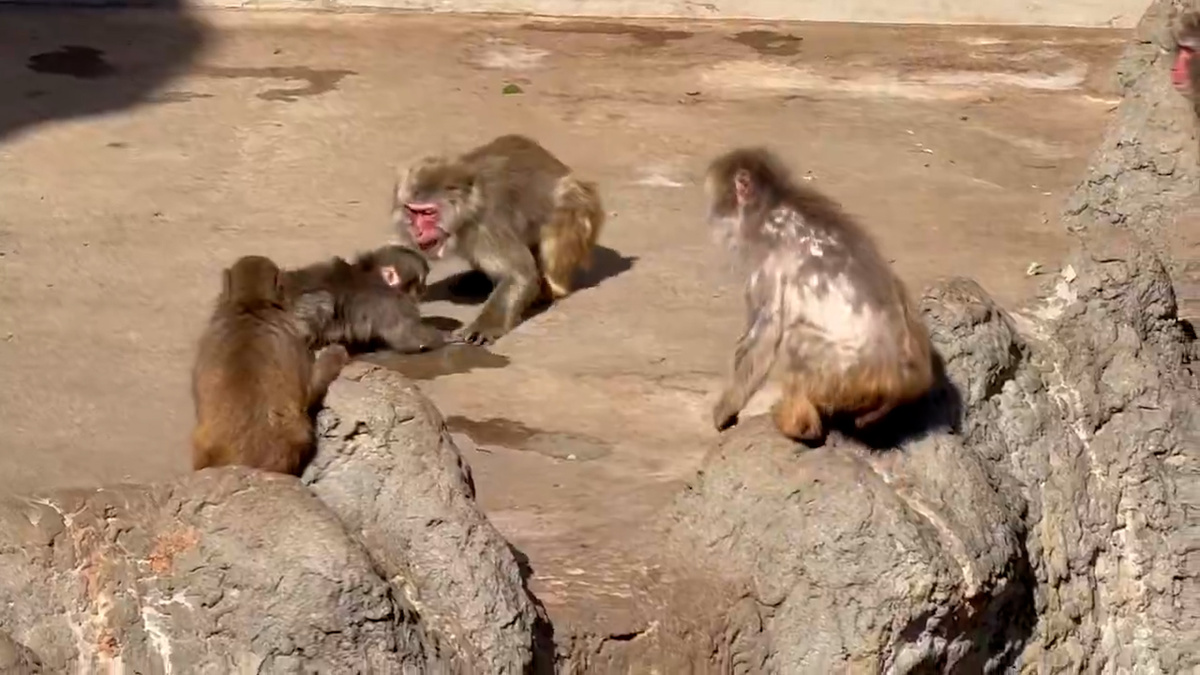    Кадры нападения на "самого одинокого в мире" детеныша обезьяны появились в сети