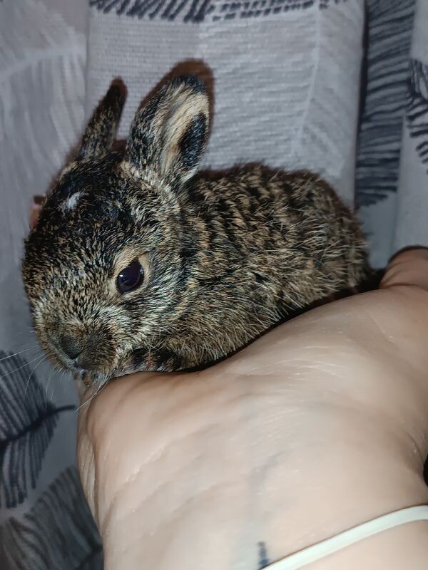    Фото: Организация «Сердце леса»