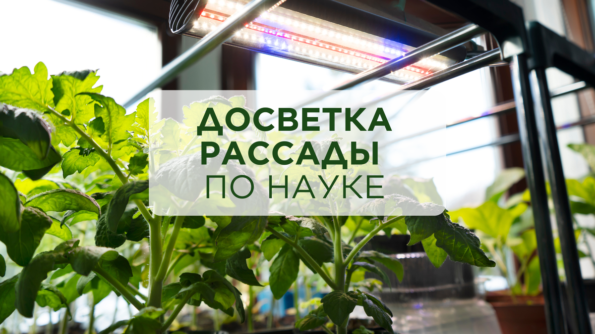 ДЕНЬ ПОСТЕПЕННО СТАНОВИТСЯ ДЛИННЕЕ, КОГДА ФИТОЛАМПЫ МОЖНО ВЫКЛЮЧАТЬ?