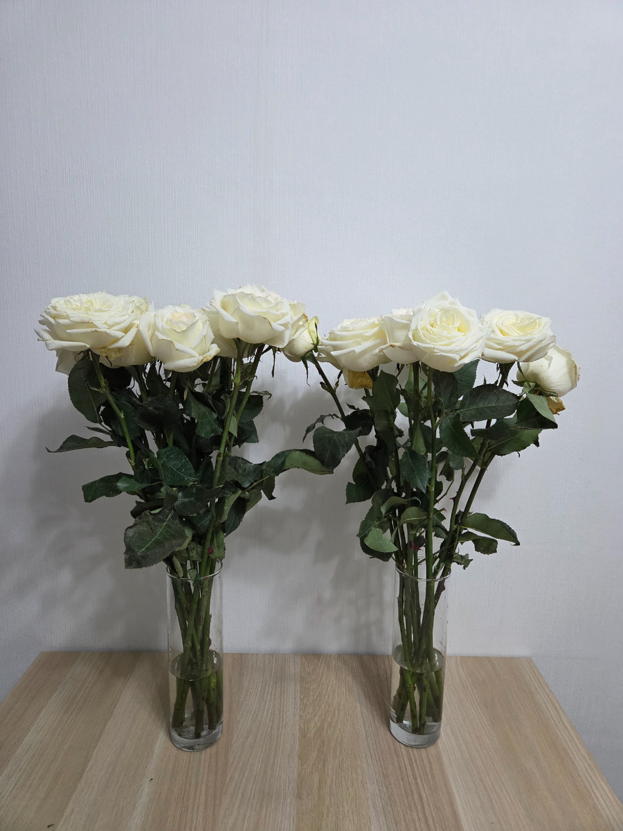 Спустя неделю розочки вполне неплохо себя чувствовали