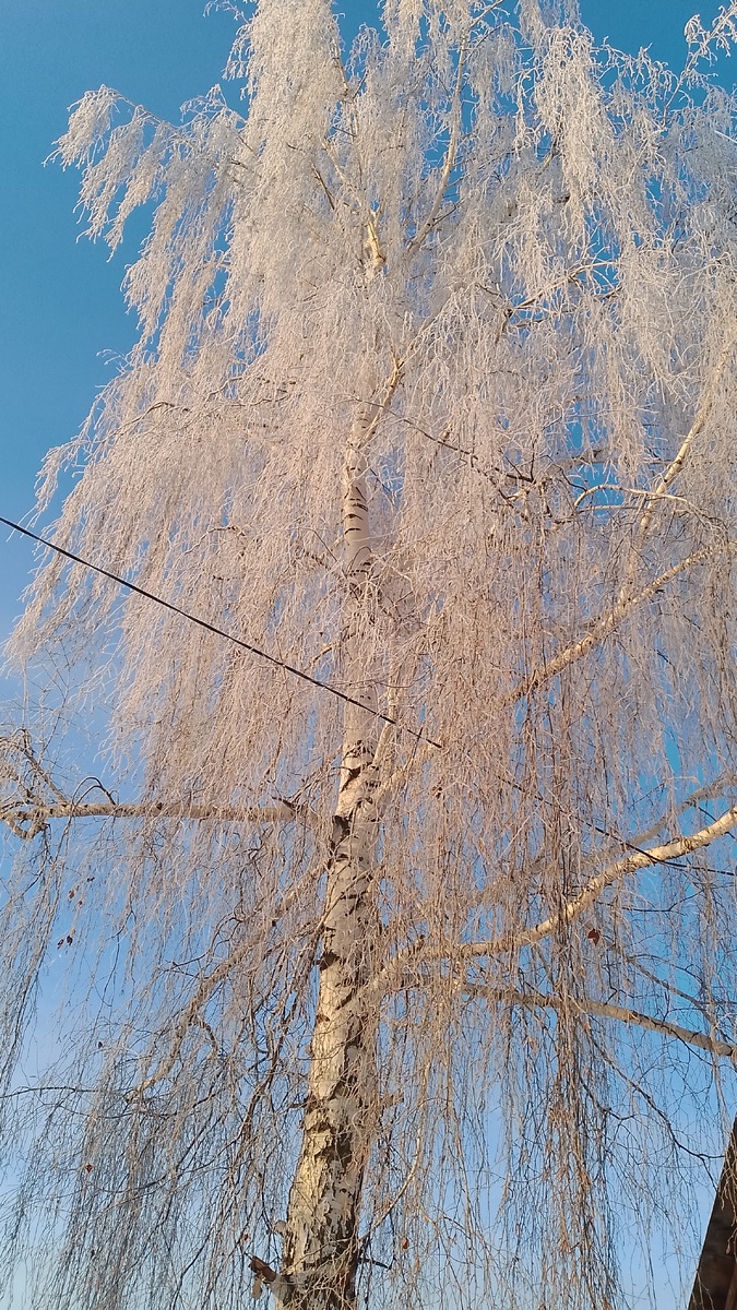 Берёза по соседству с нашим участком, а небо то какое.... 