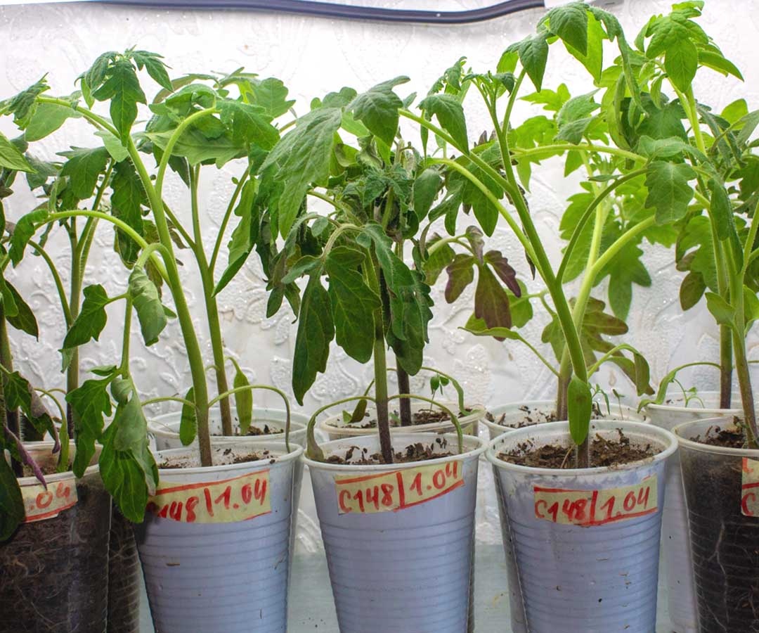 Слабый свет = тонкая, вытянутая рассада