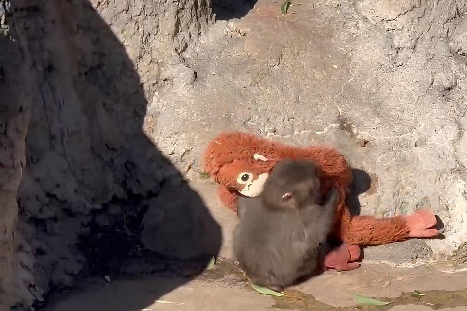    Осиротевший макак Панти подвергся нападению взрослой обезьяны: детеныш забился в угол в обнимку с плюшевой игрушкой Кадр видео