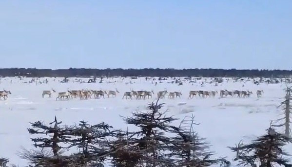    Фото: главный лесничий Сурусманов В. / Агентство лесного и охотничьего хозяйства Сахалинской области Наталья Краснова