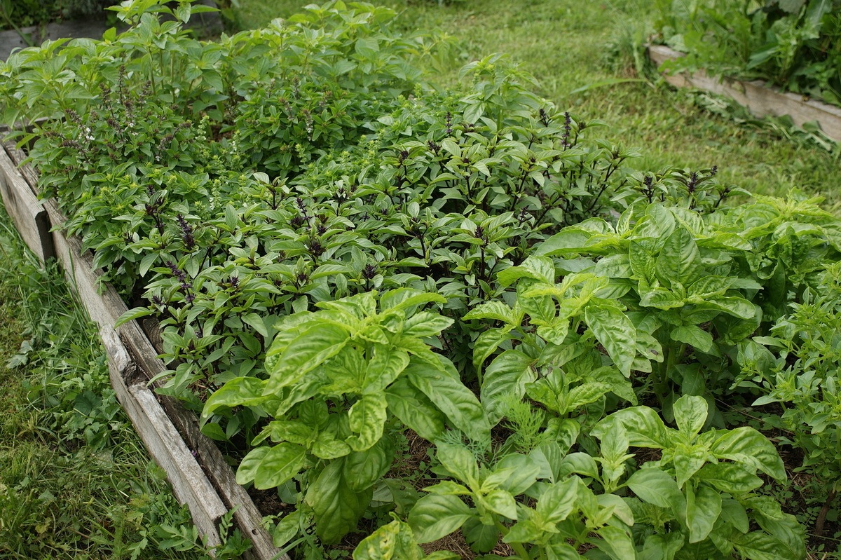 Грядка с базиликом прошлым летом. Обратите внимание, в каком состоянии доски, это ещё крепкая часть конструкции, в некоторых местах они уже просто в труху. Проблема не терпит отлагательств.