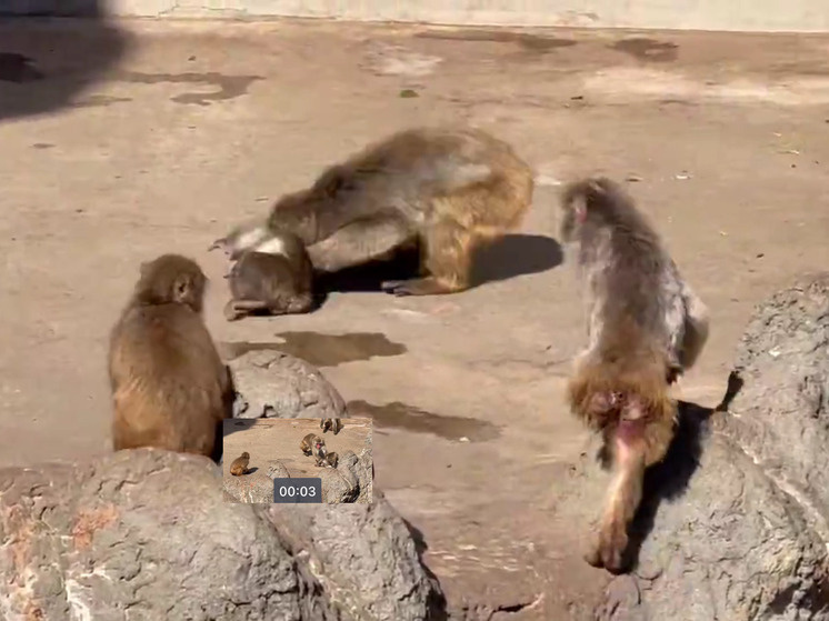   Кадр из видео