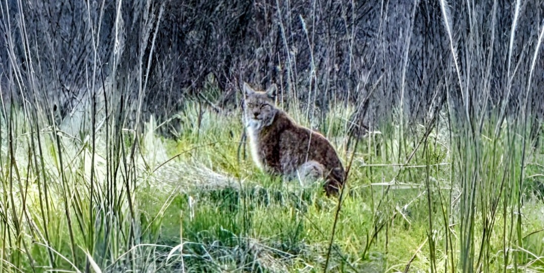 Охота на рысь: методы, особенности и реальные истории охотников.