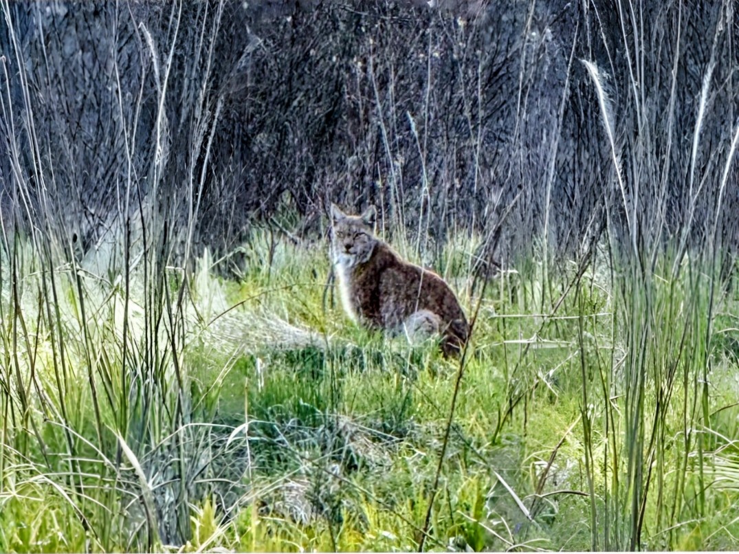 Фото из архива. Рысь.