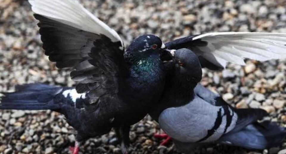    РИА «Новости»